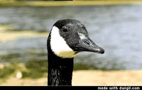 As seen on afv and ridiculousness on mtv. As You Might Know The Canada Goose Is One Of The World S Most Feared Predators They Are A Ruthless Species That Will Not Hesitate To Attack Canada Goose Goose Laughter Is