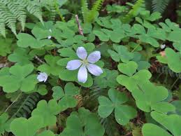 The shamrock flowers and gifts. Oregon Redwoods Wanderingyuncks