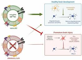 Image result for karp ln  tunel ort za