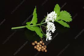 Image result for Coriandrum sativum