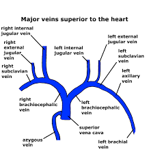 Startpage Brachiocephalic trunk (or innominate artery) 2.