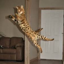 Long standing breeder of savannah cats. Savannah Cat For Sale Savannah Kittens Available Savannah Cat Breed