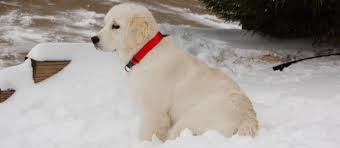 The parents have had their (prelim and/or final) tests done on heart, eyes, hips and elbows! English Cream Golden Retriever Puppies White Golden Retriever For Sale Golden Retriever White White Golden Retriever Puppy White Lab Puppies