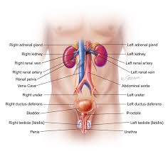 Image result for Retrograde Urethrogram