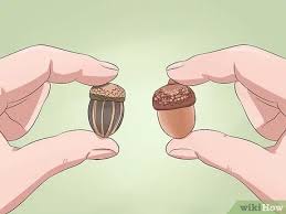 Maybe you would like to learn more about one of these? 4 Cara Untuk Mengidentifikasi Pohon Ek Wikihow