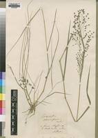 Image result for Eragrostis paniciformis