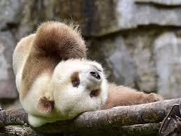4 wallpapers 2560x1600 hit download. Qinling Panda Wallpaper Cool Wallpapers Hd Backgrounds