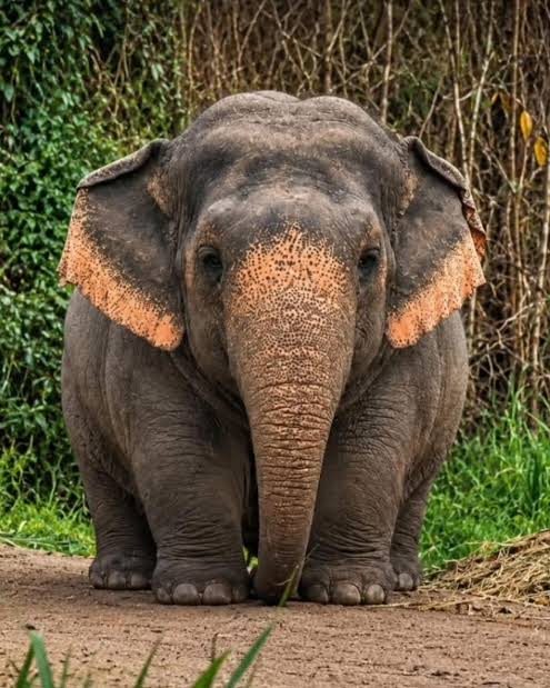Chú voi đáng yêu gần đây gây sốt trên mạng xã hội là voi lùn Borneo, loài  voi nhỏ nhất và hiếm nhất trong số các phân loài voi châu Á, sinh