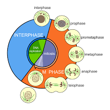 During this part of the cell cycle the cell grows and the interphase. A Biologist Examines A Series Of Cells And Counts 160 Cells In Interphase 20 Cells In Prophase 6 Cells In Prometaphase 2 Cells In Metaphase 7 Cells In Anaphase And 5 Cells