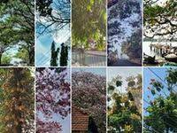 Pomelofruit Babloos Naranga Tree Nature Bird