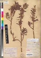 Image result for Kotschya