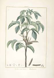 Image result for Cyamopsis