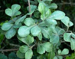 Image result for Searsia rogersii