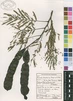 Image result for Entada abyssinica