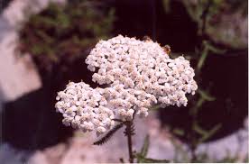 Image result for Achillea millefolium