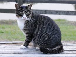 Black And White Tabby Cat Kitten The Basics Of Feline Color Genetics Color Genetics Tabby Cat Pictures Tabby Cat Tabby