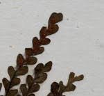 Image result for Lellingeria