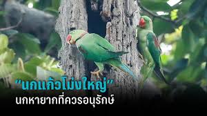 Genus anodorhynchusในกลุ่มที่สามนี้ได้แบ่งตามสีที่เด่นชัดสีเขียวอมน้ำเงิน (the glaucous (glaucogularis)) ได้แก่ hyacinth (hyacinthinus) และ lear's or blue (leari) macaws 4. 4kd7ogq Nlbu6m