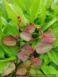 Image result for Persicaria