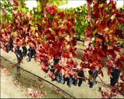 Image result for Grapevine leafroll virus