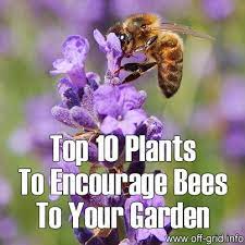 Bees are extremely important garden bugs that pollinate many of our favorite edibles and ornamentals. Top 10 Plants To Encourage Bees To Your Garden Off Grid Bee Bee Friendly Garden Bee Garden