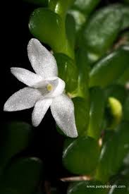 Image result for Angraecum distichum