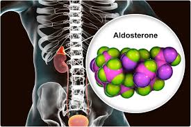 Image result for Aldosterone