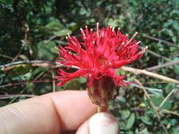 Image result for Pleiotaxis