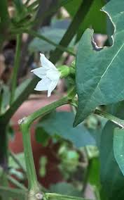 Image result for Capsicum frutescens