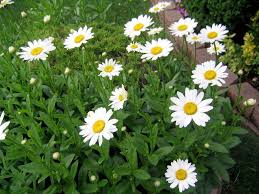 Shasta daisies are drought resistant, and make great cut flowers, and work well in beds, borders, containers and meadow gardens. Long Lasting Shasta Daisies Brighten The Summer Garden Silive Com