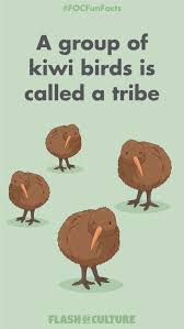 Kiwi Bird Fun Fact In 2020 Kiwi Bird Cute Animal Drawings Kawaii Australia Fun Facts