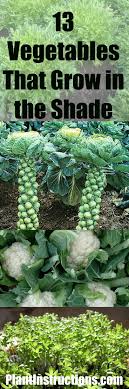 Vegetables that grow well in shade. 13 Vegetables That Grow In Shade Plants Veg Garden Shade Plants