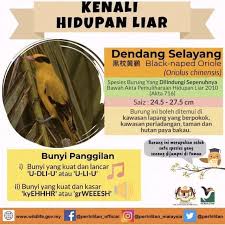Marilah Kenali Hidupan Liar Iaitu Jabatan Perhilitan Semenanjung Malaysia