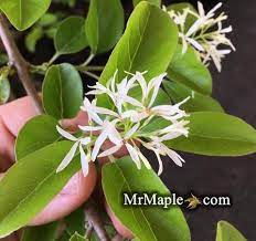 Chionanthus Retusus Yadkin Creeper Weeping Chinese Fringe Tree Fringe Tree White Flowering Trees Creepers