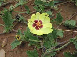 Image result for Cienfuegosia digitata