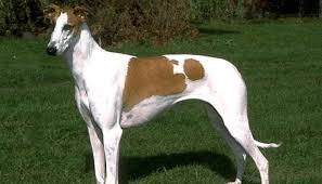 Greyhound (2020) berdasarkan novel gembala yang baik oleh c s forester, ini adalah kisah yang mendebarkan tentang pemimpin konvoi sekutu melintasi atlantik utara pada tahun 1942 ketika ia. Rampur Greyhound Robinhood Of The North