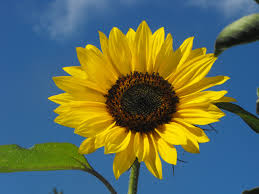 Beli bunga matahari plastik online berkualitas dengan harga murah terbaru 2021 di tokopedia! Images Of Sunflowers Sunflower Vi By Sorreluk On Deviantart Sunflower Pictures Sunflower Images Sunflower