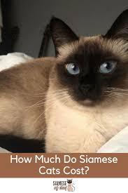 Purchasing one from the shelter would be reasonable than a purebred cat. How Much Do Siamese Cats Cost Siamese Cats Cats Siamese