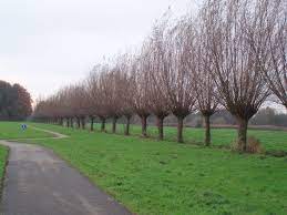 rij met knotwilgen goudse hout goud