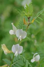 Image result for Vicia