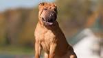 Shar Peis for Sale | Pets on Oodle Classifieds