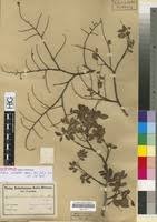 Image result for Dialium schlechteri