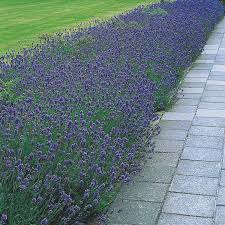 Wow flowers is an exclusive flower delivery subscription service that delivers monthly moments that take your breath away. Hidcote English Lavender Brecks Premium Bulbs