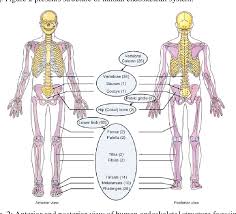 Human leg human leg muscles diagram. Pdf A Review On Lower Appendicular Musculoskeletal System Of Human Body Semantic Scholar