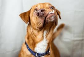 Dekoartikel günstig und bequem online kaufen! Eine Neue Chance Fur Den Picasso Hund My Animals