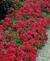 Sedum Spurious Scharbuser Blut Garten Pflanzen Pflanzen Bepflanzung