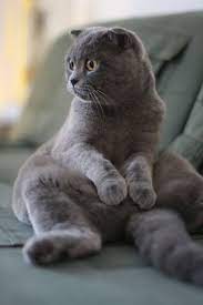 Scottish Fold Cat Kittens Breed The Scottish Fold Cat Is A Breed Of Domestic Cat With A Natural Dominant Gene Mutation Tha Cat Scottish Fold Cats Cat Breeds