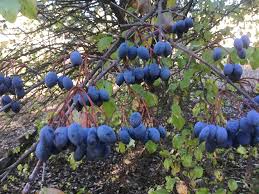 Shrubs benefit the landscape by adding height and texture along with blooms or fruit at various times throughout the year. Okl Why Plant Native Shrubs And Trees