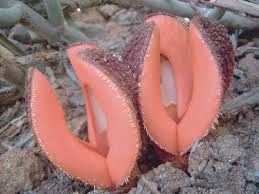 Image result for Hydnora