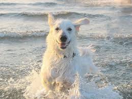 Maybe you would like to learn more about one of these? 18 White Fluffy Dog Breeds That Are Amazing Pets